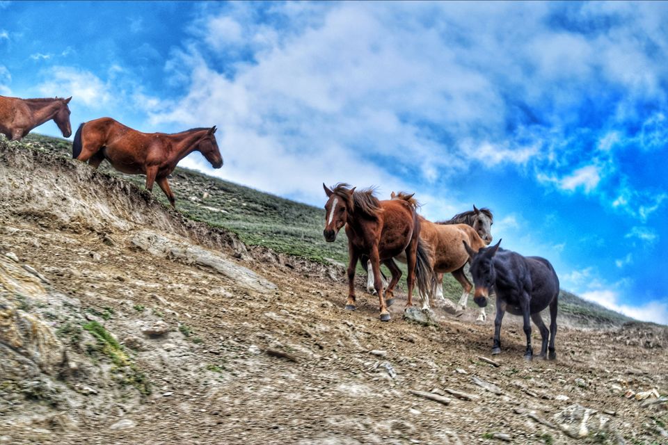 Photo of Leh diaries...!!! by Mayank Handa