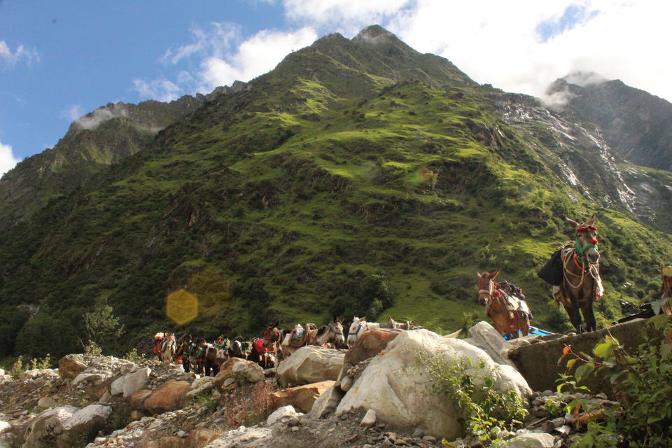 Photo of ख़ानाबदोश in Valley of Flowers and Hemkund Sahib under 2000 INR by Visharth Negi