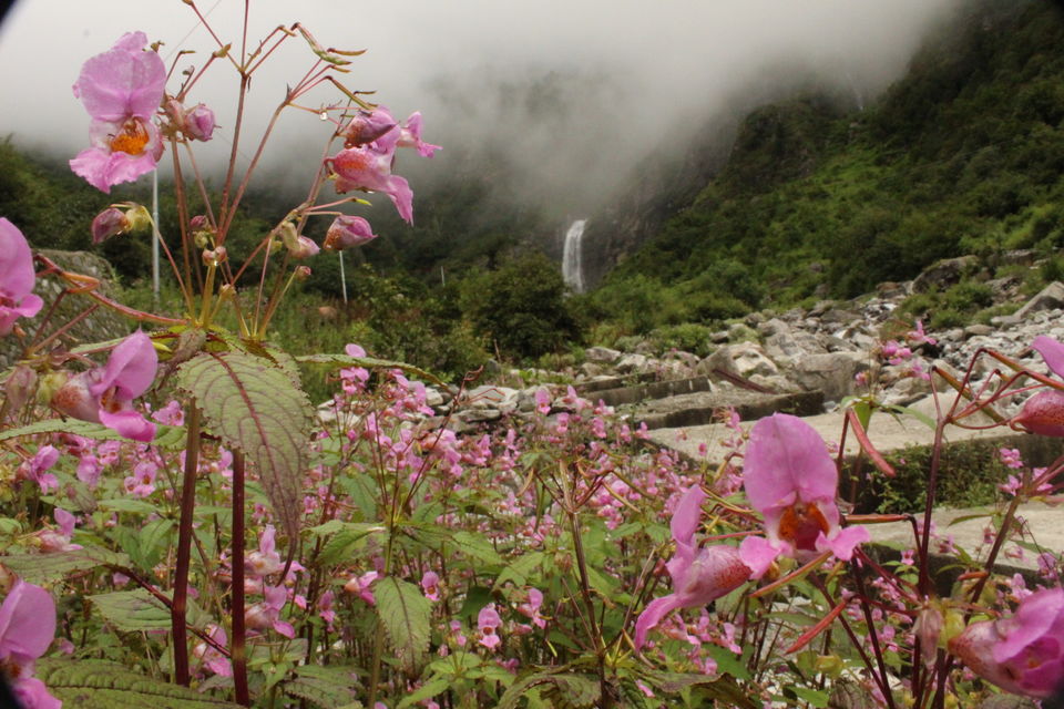 Photo of ख़ानाबदोश in Valley of Flowers and Hemkund Sahib under 2000 INR by Visharth Negi