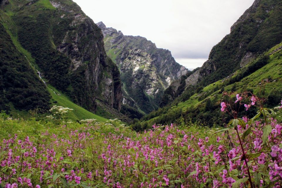 Photo of ख़ानाबदोश in Valley of Flowers and Hemkund Sahib under 2000 INR by Visharth Negi