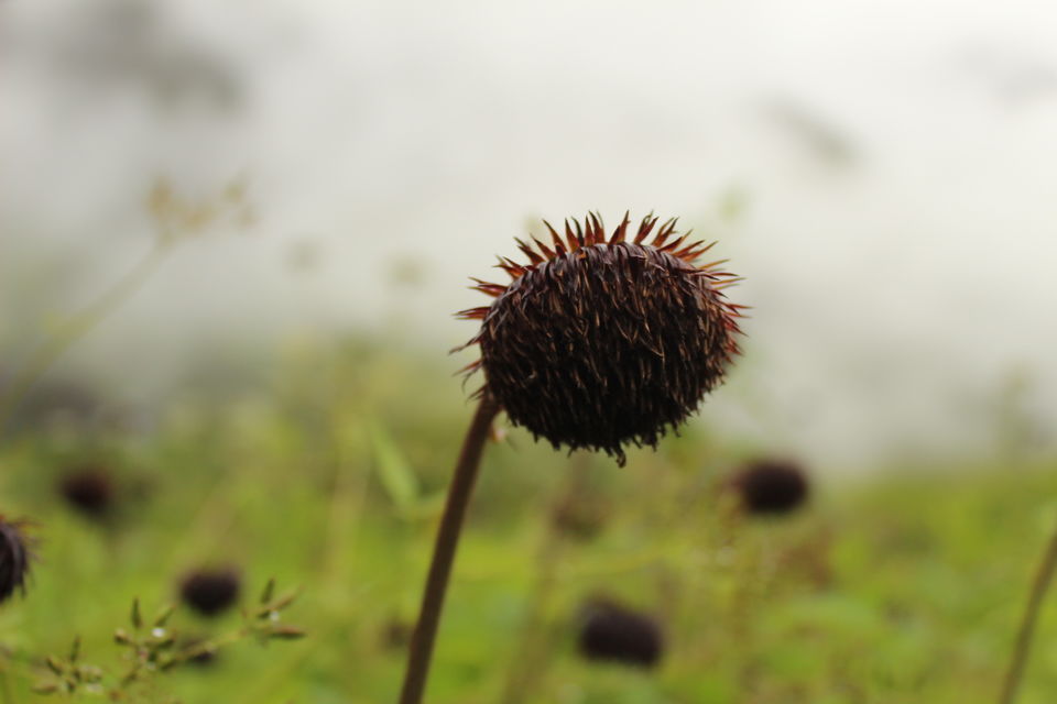 Photo of ख़ानाबदोश in Valley of Flowers and Hemkund Sahib under 2000 INR by Visharth Negi