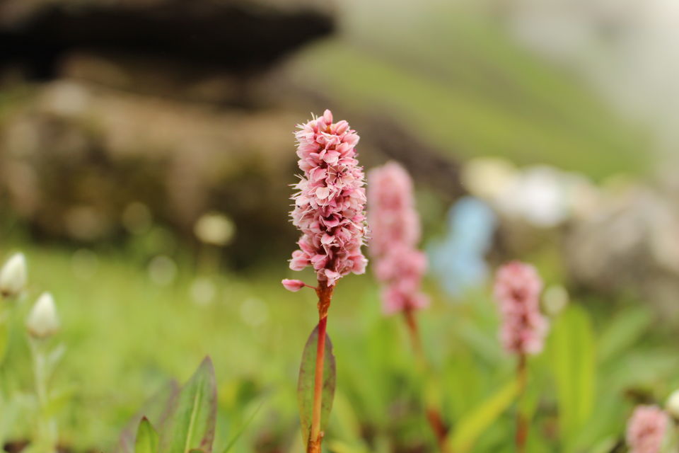 Photo of ख़ानाबदोश in Valley of Flowers and Hemkund Sahib under 2000 INR by Visharth Negi