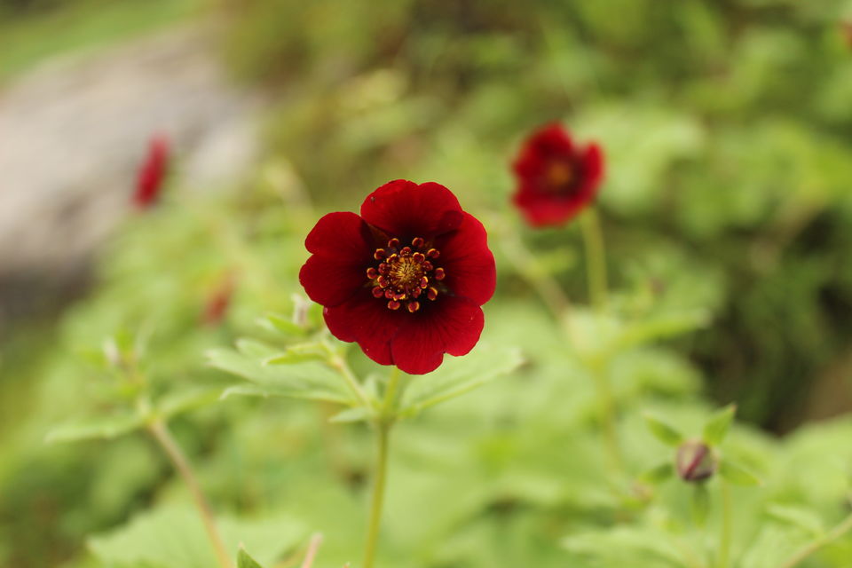 Photo of ख़ानाबदोश in Valley of Flowers and Hemkund Sahib under 2000 INR by Visharth Negi