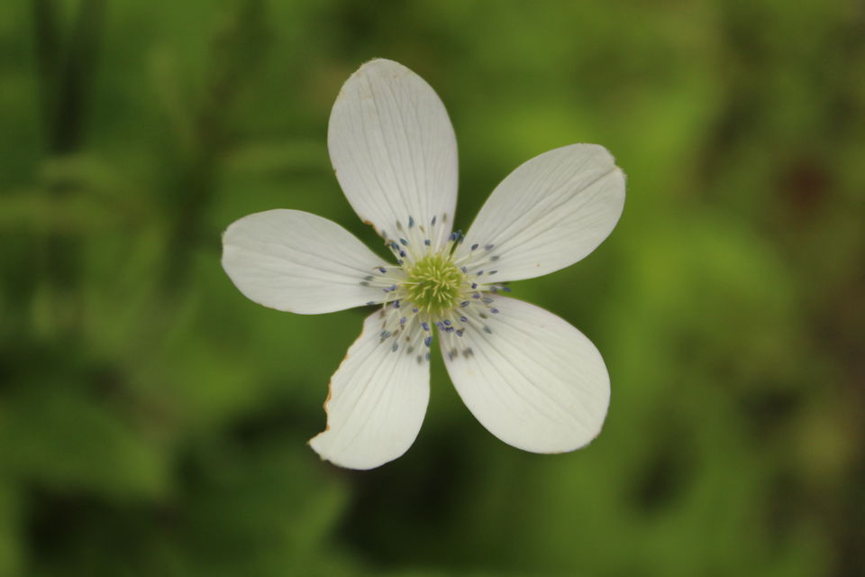 Photo of ख़ानाबदोश in Valley of Flowers and Hemkund Sahib under 2000 INR by Visharth Negi