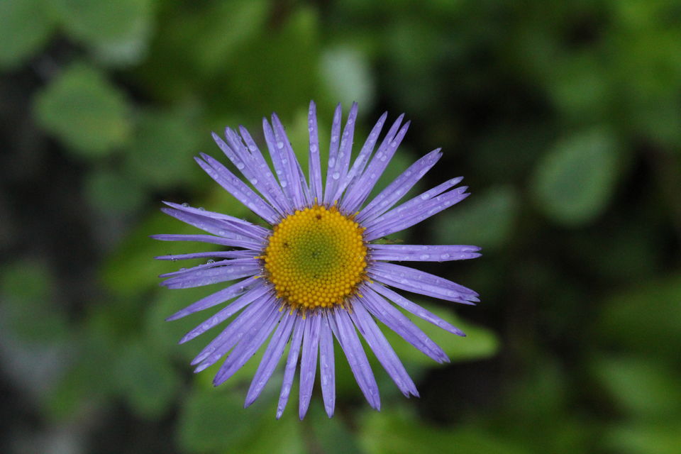 Photo of ख़ानाबदोश in Valley of Flowers and Hemkund Sahib under 2000 INR by Visharth Negi