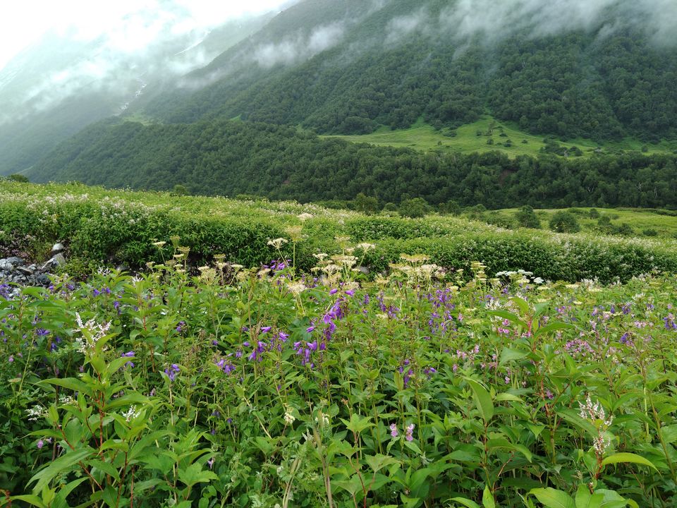 Photo of ख़ानाबदोश in Valley of Flowers and Hemkund Sahib under 2000 INR by Visharth Negi
