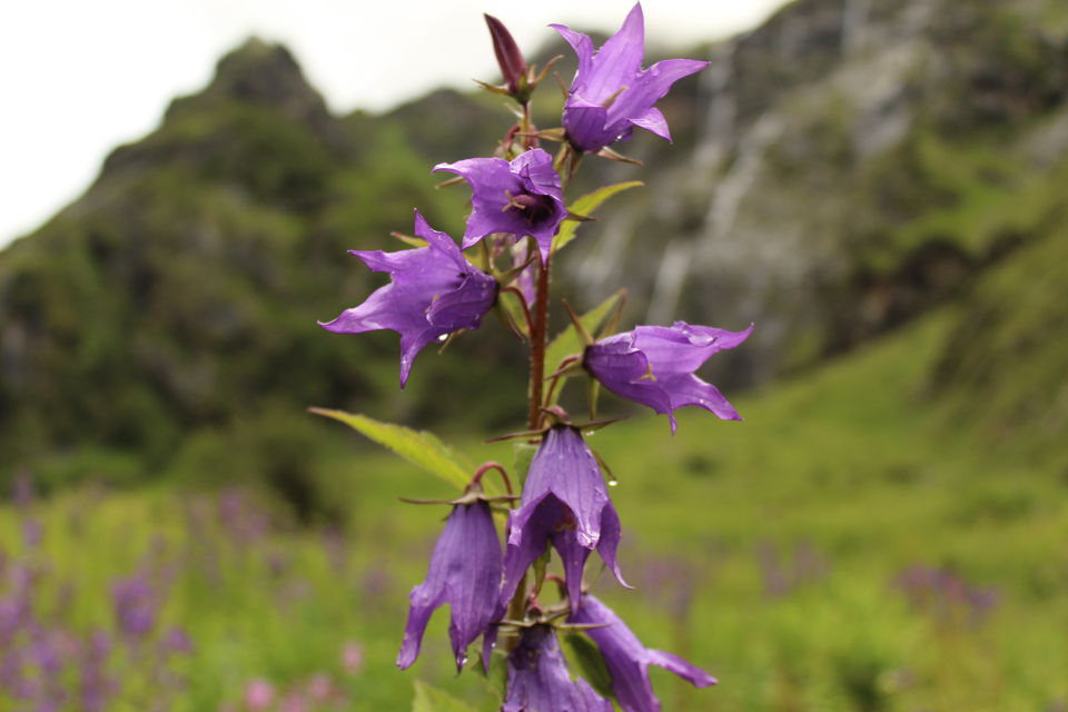 Photo of ख़ानाबदोश in Valley of Flowers and Hemkund Sahib under 2000 INR by Visharth Negi