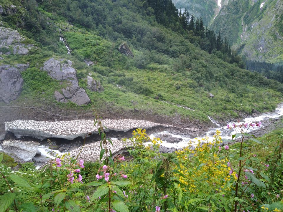 Photo of ख़ानाबदोश in Valley of Flowers and Hemkund Sahib under 2000 INR by Visharth Negi