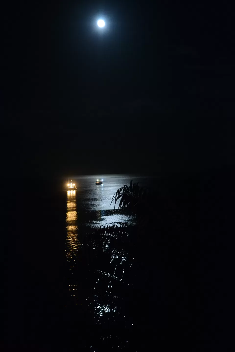 Photo of Megapode Nest, Delanipur, Port Blair, Andaman and Nicobar Islands, India by Sakshi Singh