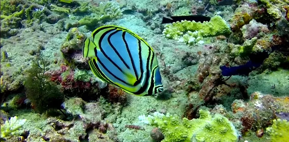 Photo of Havelock Island, South Andaman, Andaman and Nicobar Islands, India by Sakshi Singh