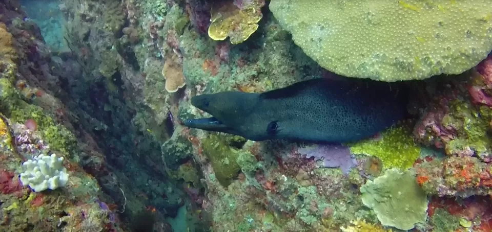 Photo of Havelock Island, South Andaman, Andaman and Nicobar Islands, India by Sakshi Singh