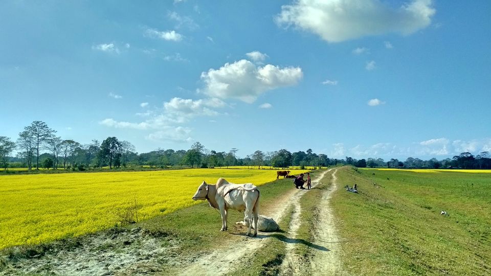 Photo of Majuli: Awesome Assam by Shubham Thakare