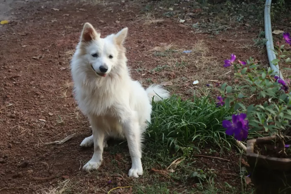 Photo of Roha by Trupti Hemant Meher