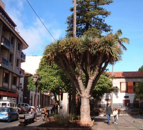 Photo of San Cristóbal de La Laguna, Spain by Daisy R.