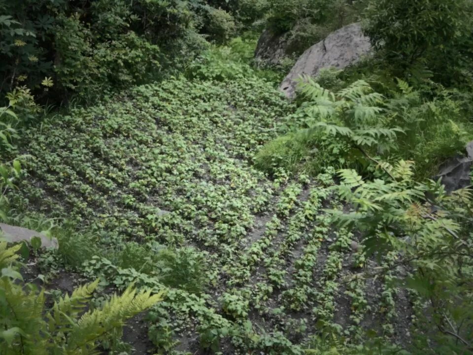 Photo of Multhan, Himachal Pradesh, India by Manish Vatsyayan