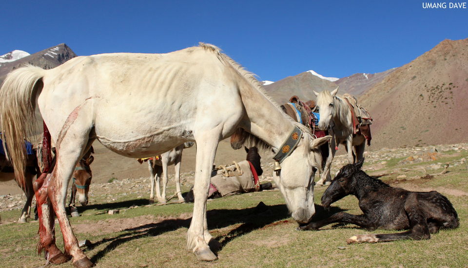 Photo of "Julley" From Ladakh with love! by Umang Dave