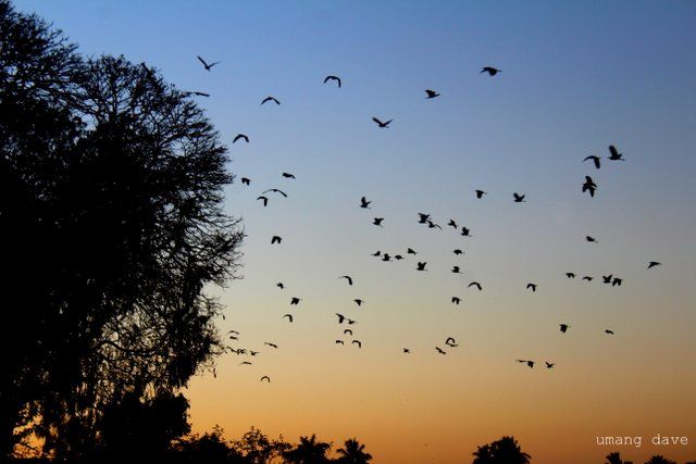 Photo of Photoblog: Hamirsar Lake - Beautiful place to enjoy sunset and Bird watching in Bhuj 6/12 by Umang Dave (IG: @umangdavevisual)