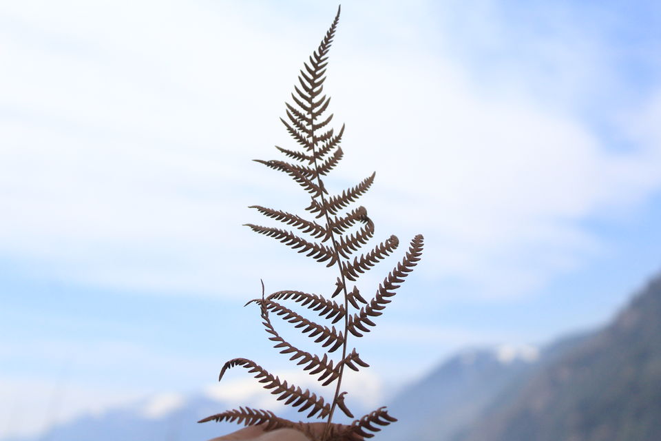 Photo of Photoblog: A beautiful village trek in Manali 1/1 by Umang Dave (IG: @umangdavevisual)