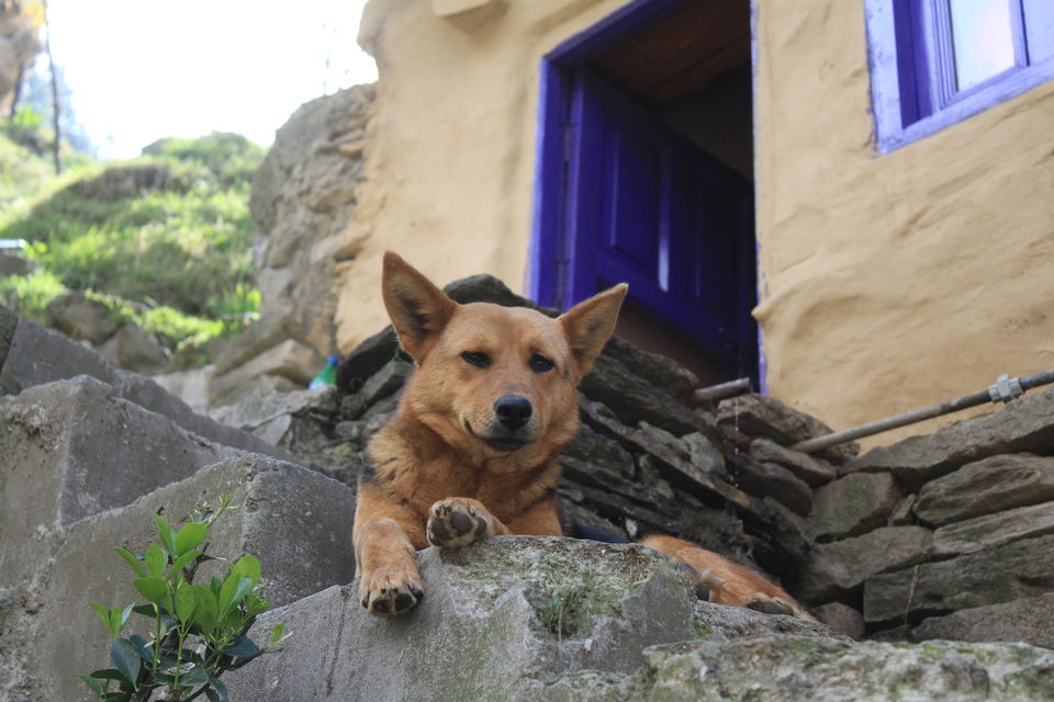 Photo of Photoblog: A beautiful village trek in Manali by Umang Dave