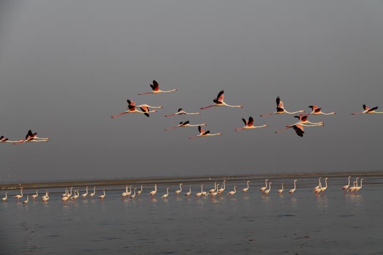 Photo of Top places to visit in Gujarat Part 1 by Umang Dave