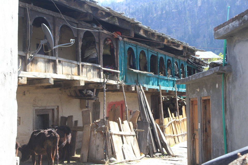 Photo of Bahang, Himachal Pradesh, India by Umang Dave