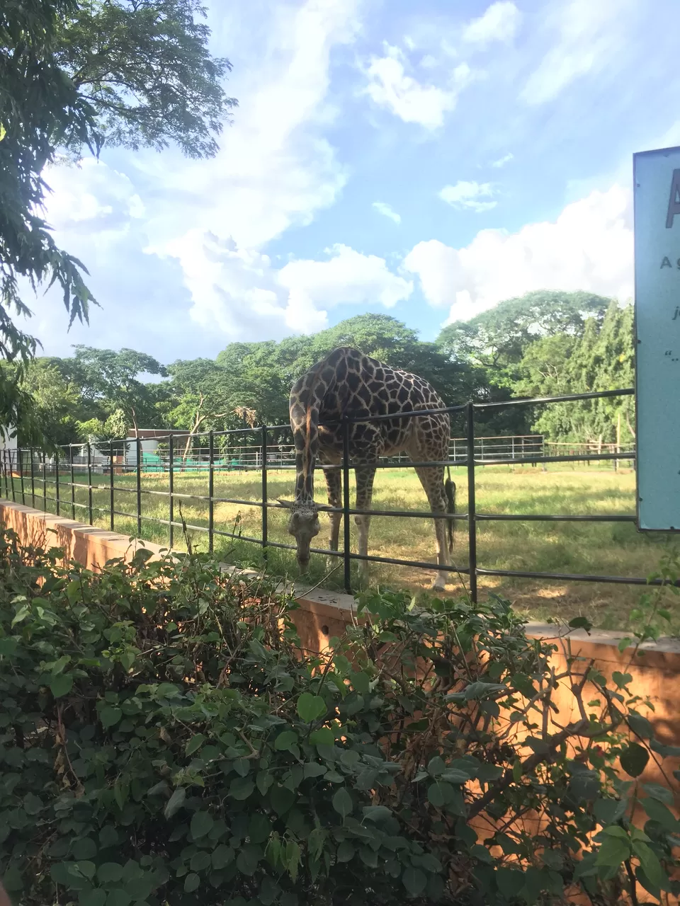 Photo of Sri Chamarajendra Zoological Gardens, Zoo Road, Indira Nagar, Ittige Gudu, Mysuru, Karnataka, India by Amit Kumar