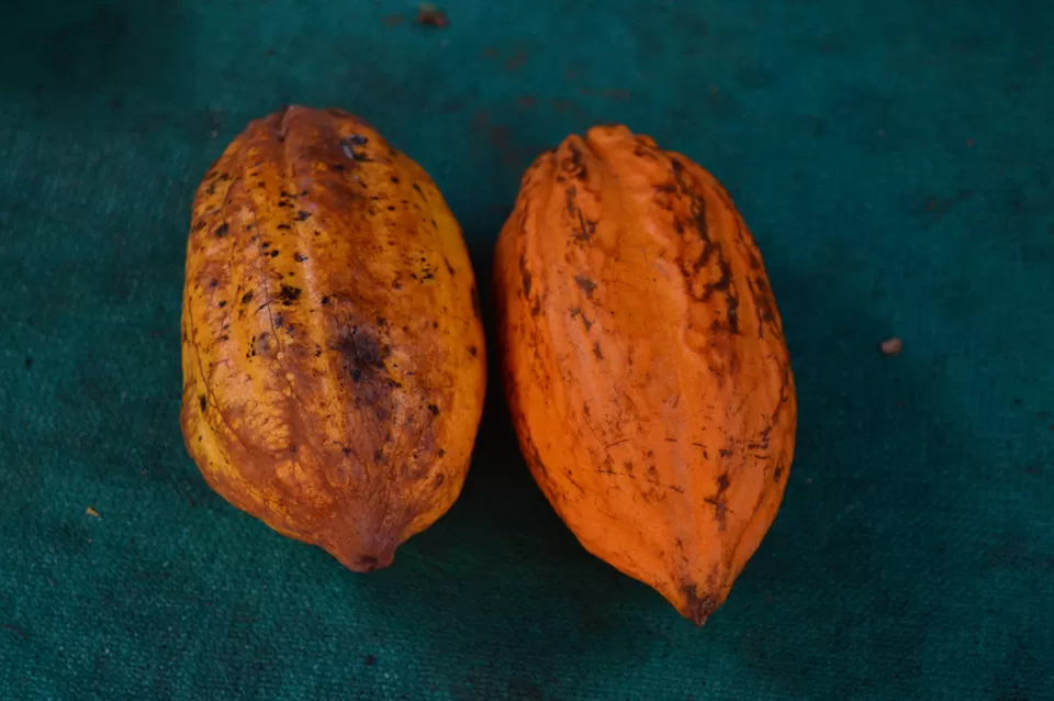 Photo of Ripple Waterfalls, Ellackal, Kerala, India by Amit Kumar