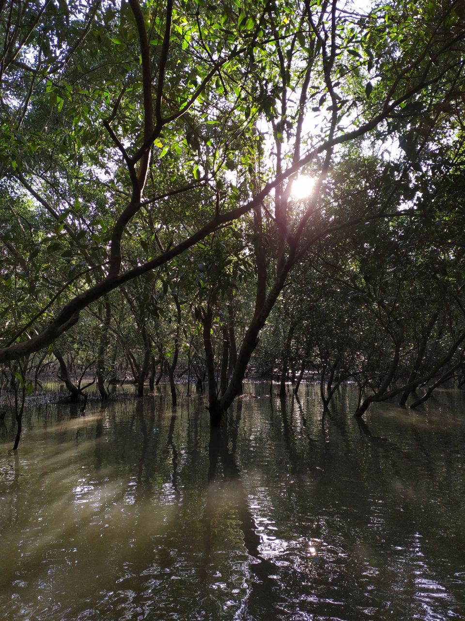 Photo of Sundarbans, West Bengal, India by the_erratic