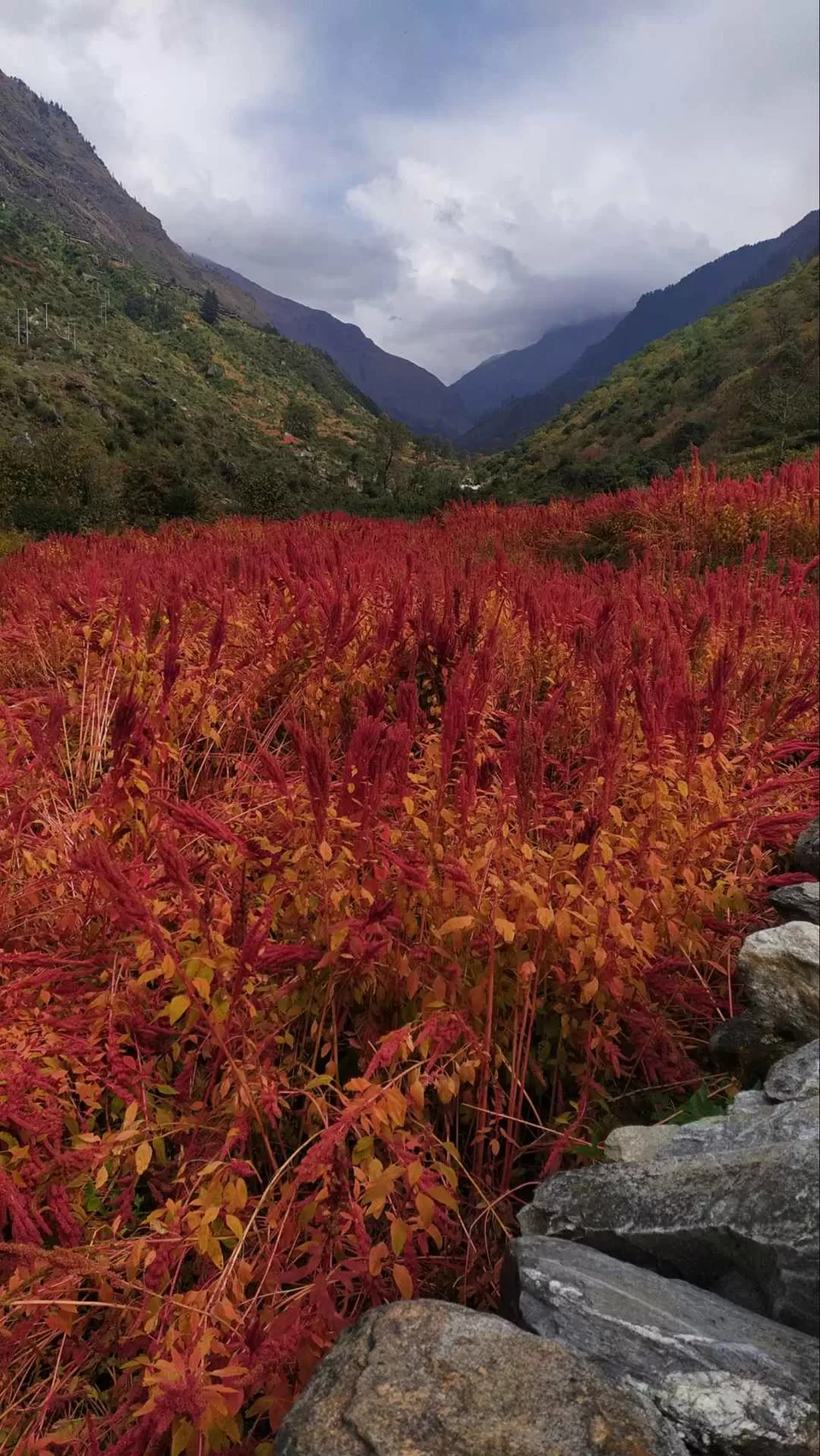 Photo of Osla, Uttarakhand, India by the_erratic