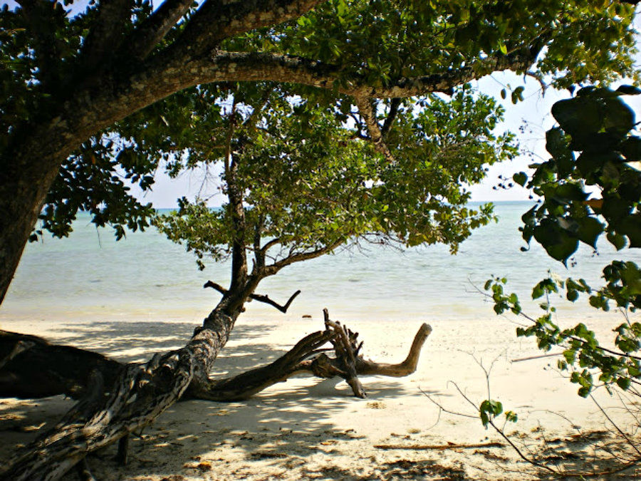 Photo of Havelock Island, South Andaman, Andaman and Nicobar Islands, India by Yara Coelho