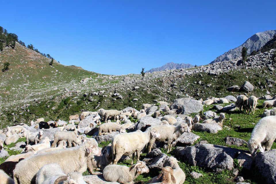 Photo of Solo trip to Triund and Lahesh cave 1/1 by Alex Melkonyan