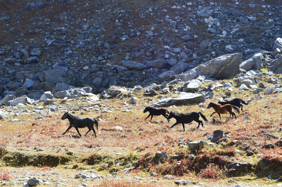 Photo of Finding Ourself - Trek to Chandratal via Hampta Pass 17/50 by Vipin Kumar