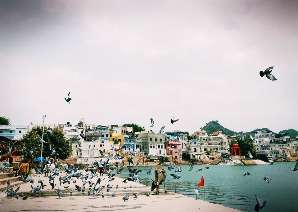 Photo of Pushkar, Rajasthan 8/22 by suman.magan