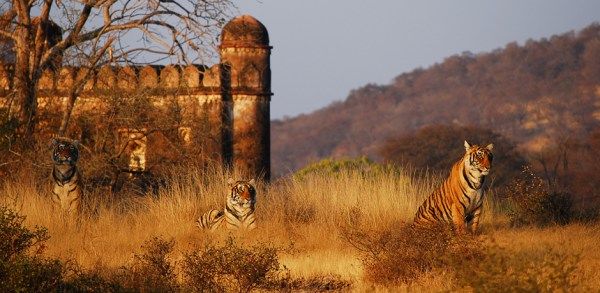 Photo of Roaring Ranthambore and the Joyful Jaipur. 1/5 by Mileandsmile