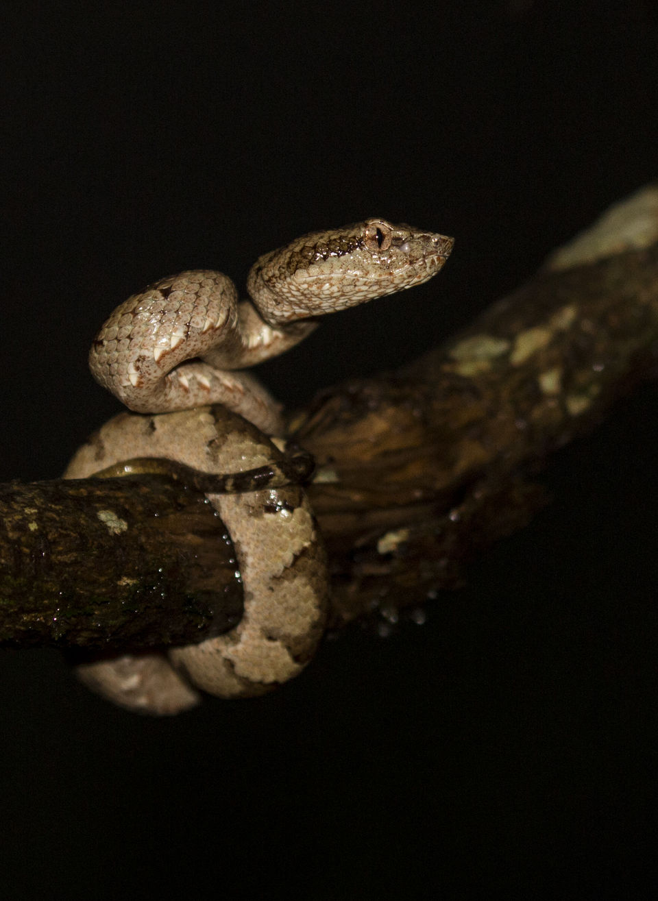 Photo of Photographers – How Well Do You Know the Snakes in Western Ghats? 1/3 by Akash Kapoor