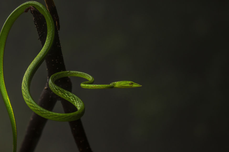 Photo of Photographers – How Well Do You Know the Snakes in Western Ghats? 2/3 by Akash Kapoor