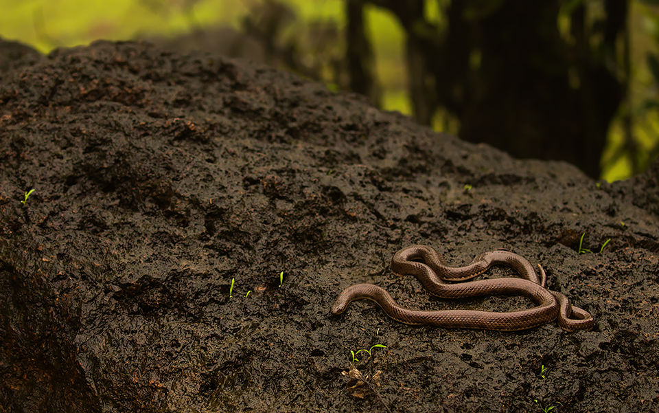 Photo of Photographers – How Well Do You Know the Snakes in Western Ghats? 3/3 by Akash Kapoor