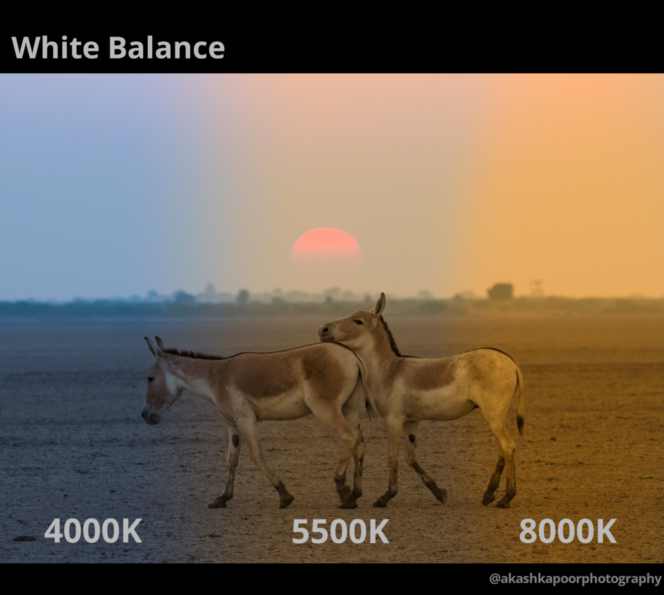 Photo of Photographers – Use This Simple Trick to Make Your Photos Look Professional! by Akash Kapoor