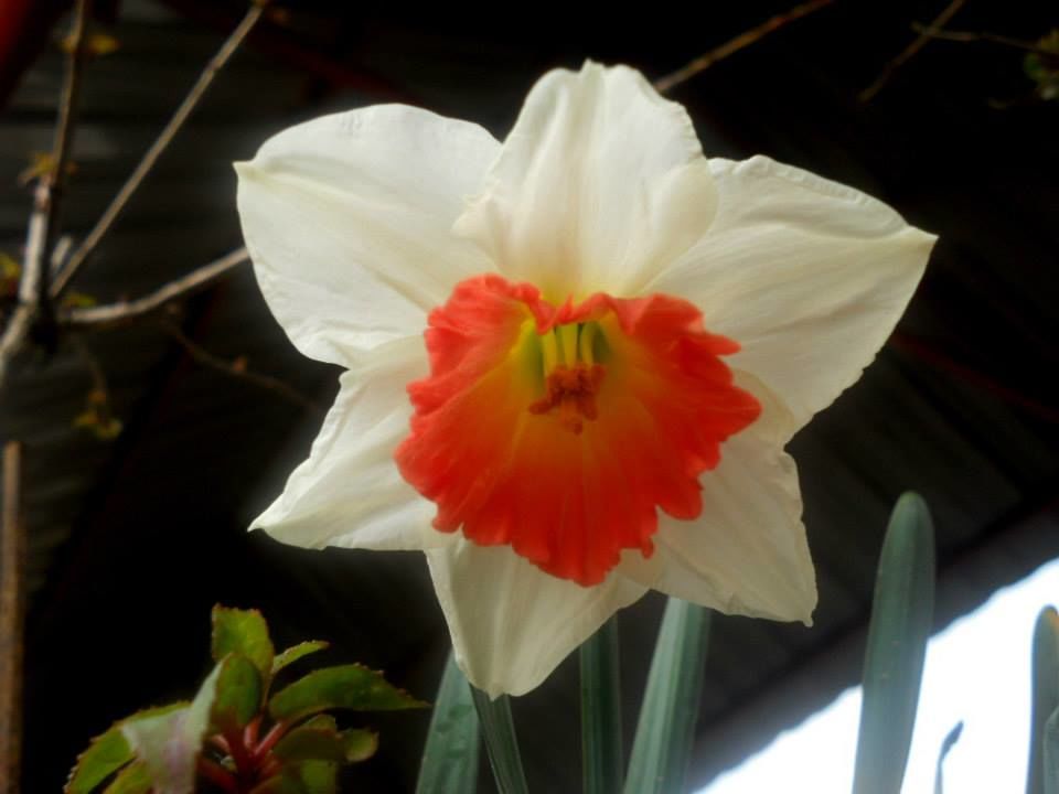 Photo of Flower Show Centre, Bhanu Path, Tathangchen Area, Gangtok, Sikkim, India by Raya Banerjee