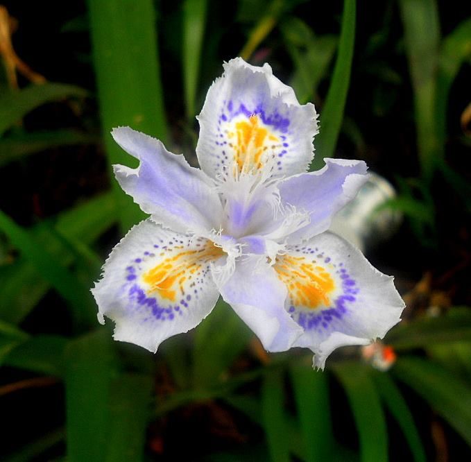 Photo of Flower Show Centre, Bhanu Path, Tathangchen Area, Gangtok, Sikkim, India by Raya Banerjee