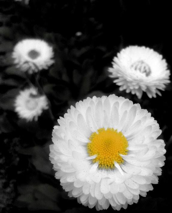 Photo of Flower Show Centre, Bhanu Path, Tathangchen Area, Gangtok, Sikkim, India by Raya Banerjee