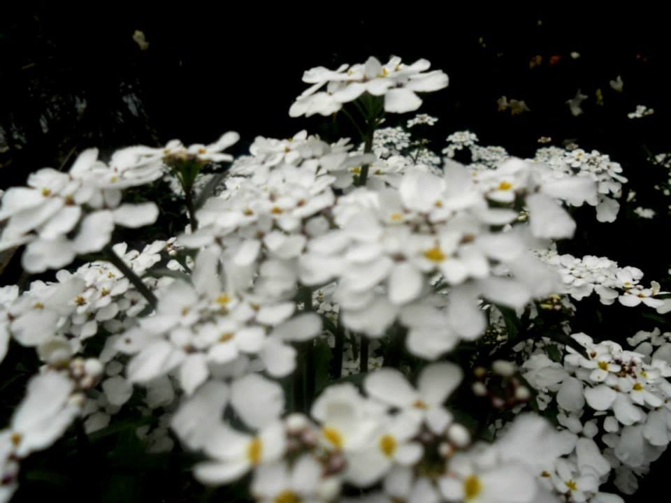 Photo of Flower Show Centre, Bhanu Path, Tathangchen Area, Gangtok, Sikkim, India by Raya Banerjee