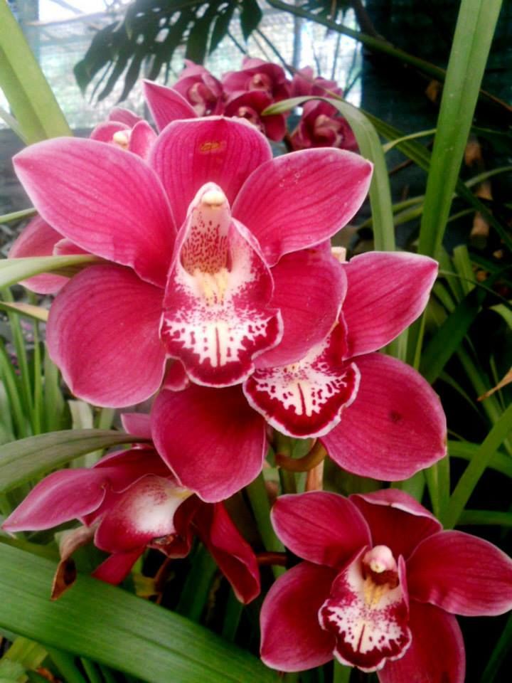Photo of Flower Show Centre, Bhanu Path, Tathangchen Area, Gangtok, Sikkim, India by Raya Banerjee