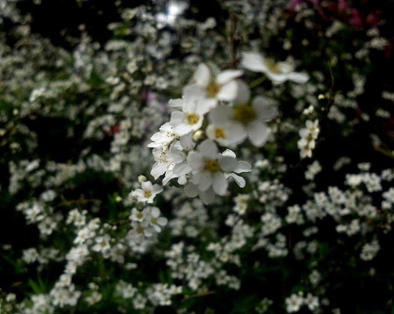 Photo of Flower Show Centre, Bhanu Path, Tathangchen Area, Gangtok, Sikkim, India by Raya Banerjee