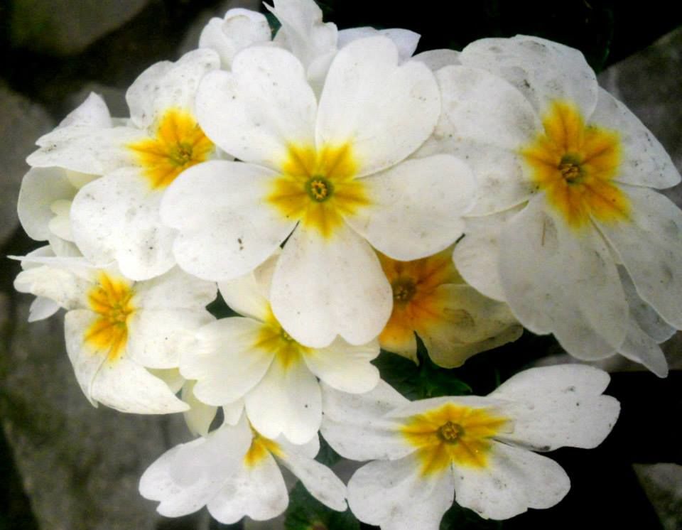 Photo of Flower Show Centre, Bhanu Path, Tathangchen Area, Gangtok, Sikkim, India by Raya Banerjee