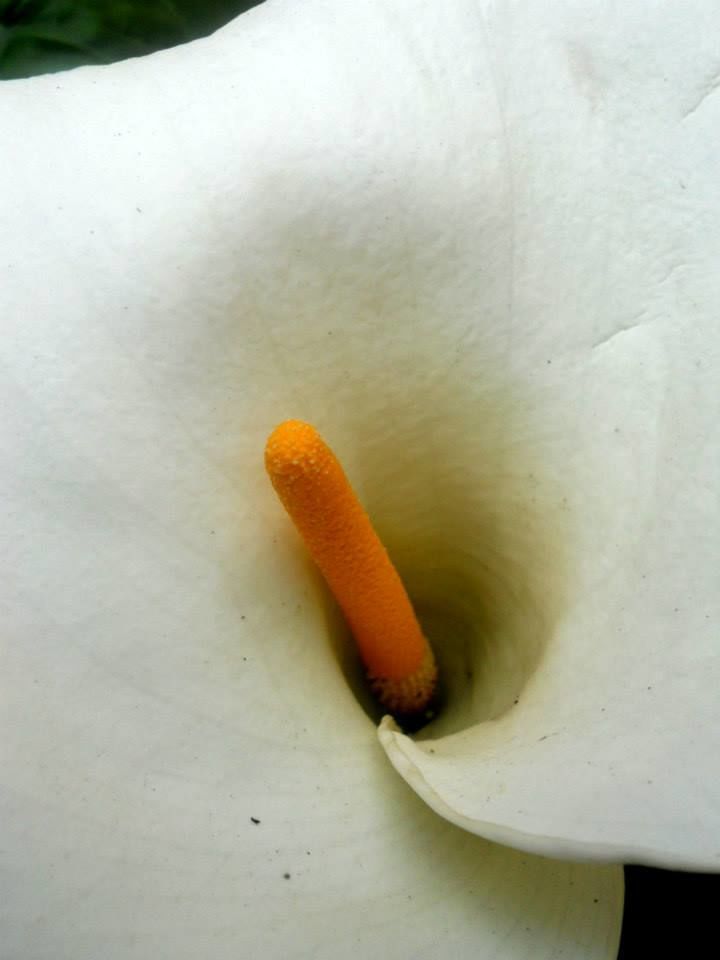 Photo of Flower Show Centre, Bhanu Path, Tathangchen Area, Gangtok, Sikkim, India by Raya Banerjee