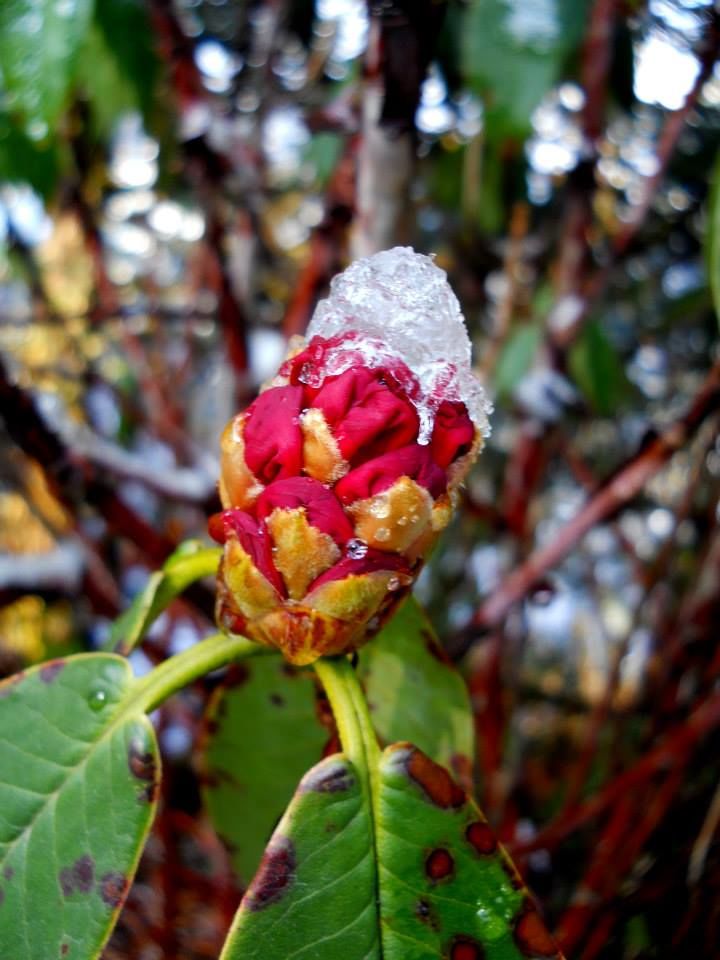Photo of Katao, Sikkim, India by Raya Banerjee