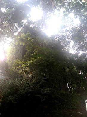 Photo of The Road Not Taken: Discovering Belapur Fort 7/21 by Prakriti Singh