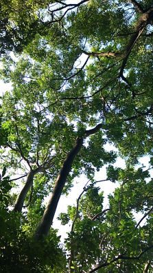 Photo of The Road Not Taken: Discovering Belapur Fort 16/21 by Prakriti Singh