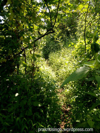 Photo of Discovering myself at Sarasgad – My solo hike experience 16/26 by Prakriti Singh